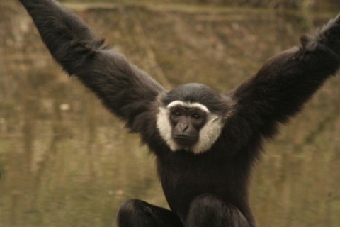 Gibbon ungko