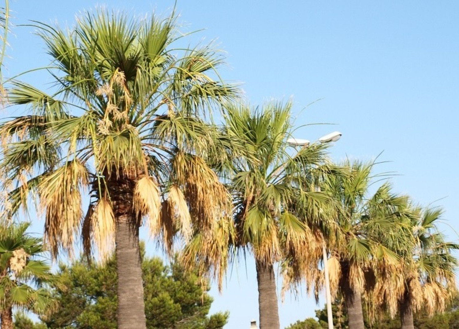 Miami czy Świnoujście? Wkrótce i tu rosły będą palmy! | Świnoujście Nasze  Miasto