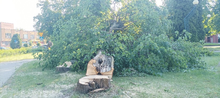 Hajnówka. Ruszyła przebudowa ulicy Armii Krajowej. Na pierwszy rzut poszły lipy i jesiony