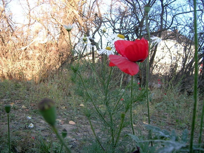 Tak 11 listopada świętowała dziś natura...