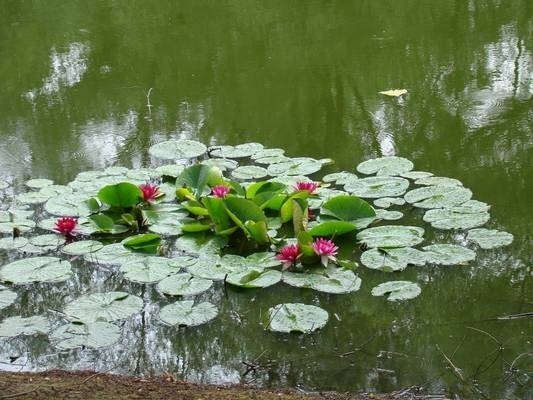 Ogród Botaniczny w Zabrzu latem [ZDJĘCIA]