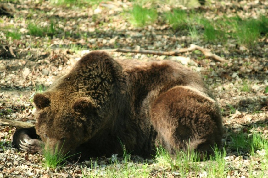 Smutny czas w zoo w Poznaniu. W sobotę zmarli niedźwiedź...