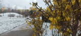 Atak zimy na Dolnym Śląsku, zimowa aura do końca marca! A jaka pogoda na Święta Wielkanocne 2023?