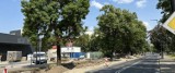 Trzy drzewa z pięciu zaplanowanych do wycinki przy ul. Kolejowej w Koninie zostaną uratowane!!