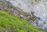 Brzegi jeziora Zajezierskiego ponownie pełne śmieci - a przecież nie będzie (przynajmniej na razie) akcji wspólnego sprzątania [ZDJĘCIA]