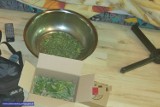 Policjanci zlikwidowali plantację marihuany na Nowym Dworze