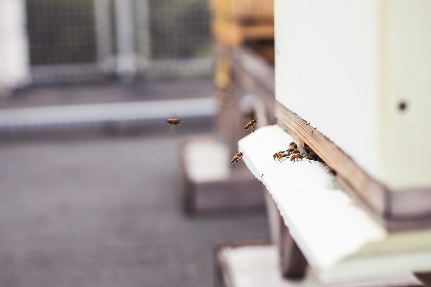 Ule, Warszawa. Ponad 600 tysięcy pszczół produkuje miód na...