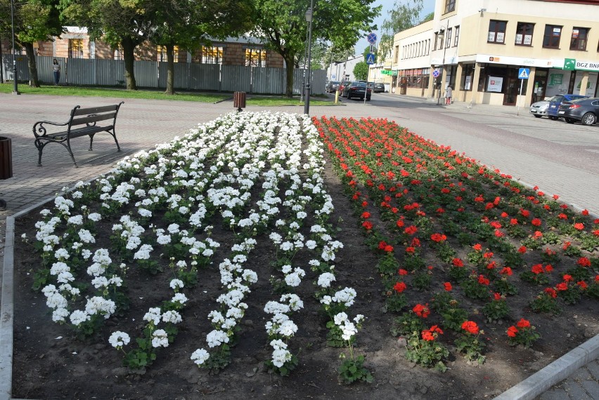 Biało- czerwone pelargonie w miejscu wyciętego żywopłotu na placu Kościuszki w Łęczycy [ZDJĘCIA]