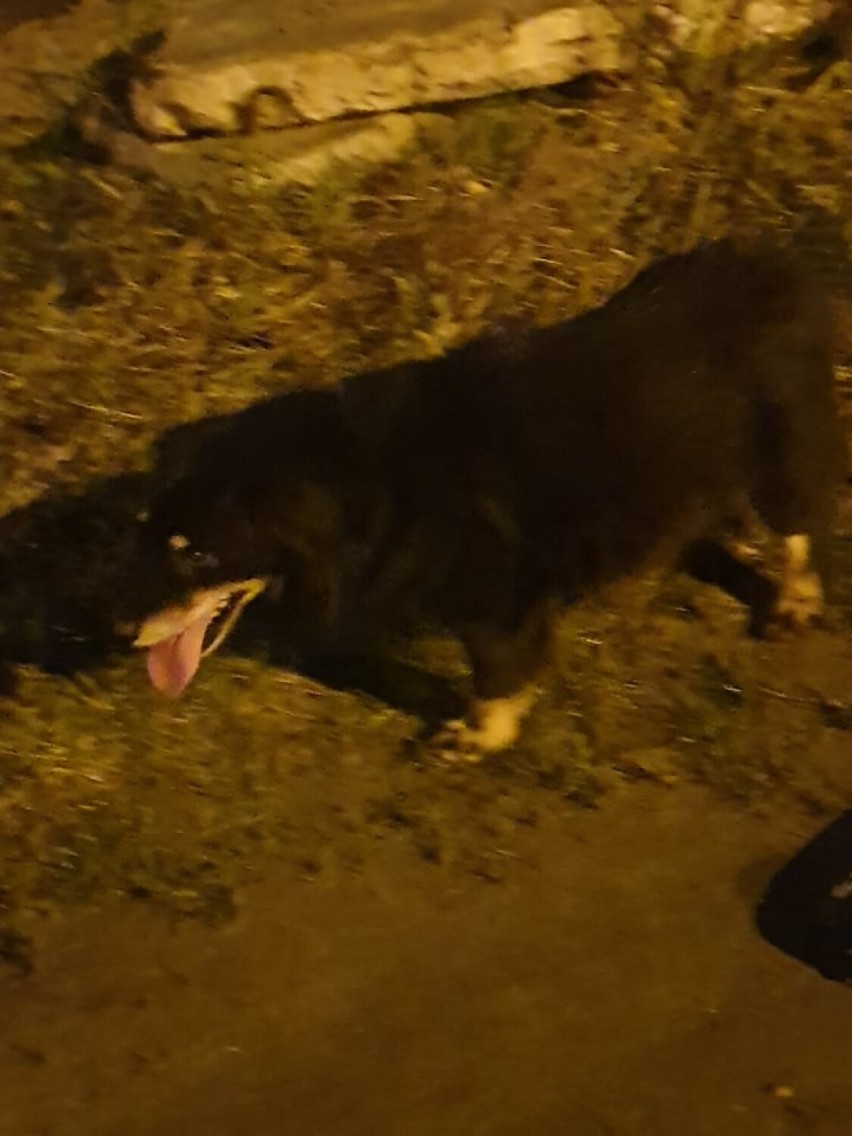 Opoczyńscy policjanci odnaleźli właściciela porzuconego psa. Co zrobić, gdy widzimy porzucone zwierzę?