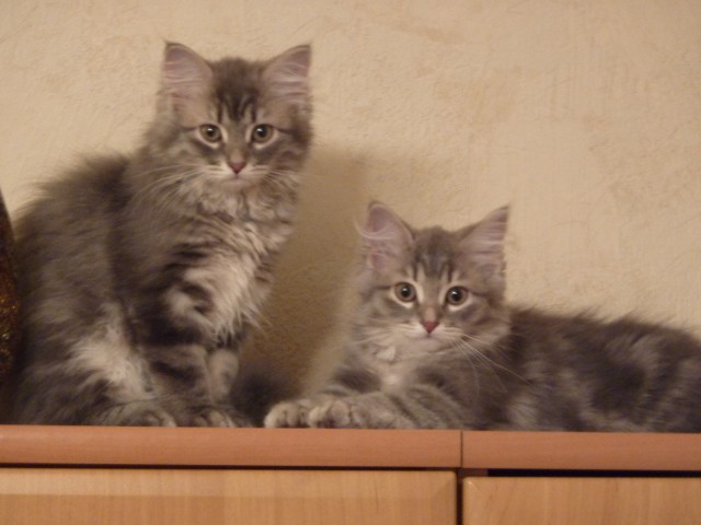 EMILKA i ELENKA

Oto dwie śliczne koteczki syberyjskie.


Najsympatyczniejszy kot w Poznaniu:
- zobacz też inne koty
- sympatycznych kotów szukaj także na facebooku