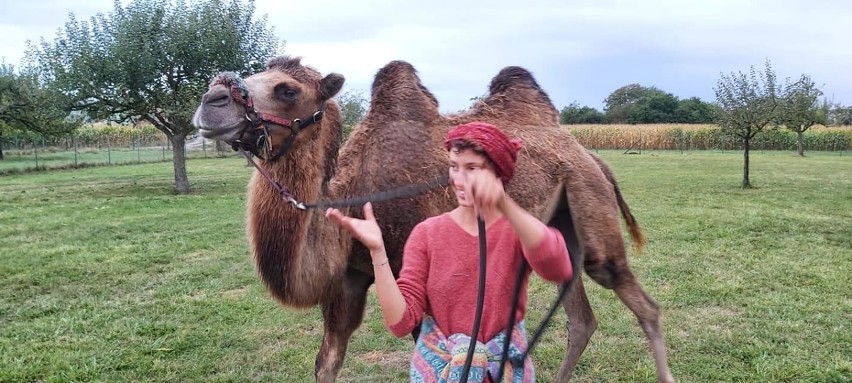 Leszno/Wschowa. Wielbłąd Attika nie żyje. Wraz ze swoją właścicielką szła do Mongolii. Ich trasa wiodła także przez nasz region [ZDJĘCIA]