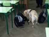 Narkotyki w szkole na Widzewie. Znalazł je pies straży miejskiej