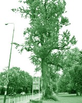 Stare drzewo czeka na wycięcie. Topola berlińska już nie jest zabytkiem przyrody