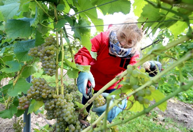 Już po raz czwarty rozpoczęły się zbiory winogron w rodzinnej Winnicy Turnau w Baniewicach.  Do zebrania są owoce z bez mała 20 hektarów nasadzeń.  

Pierwsze grona zebrano już w weekend. Z zerwanych owoców przygotowane zostaną znane trunki. 

W tym roku Winnica Turnau powiększyła swoje zasoby i następne winobranie będzie prowadzone już na 28 hektarach.