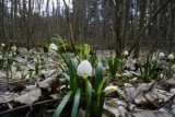 Pomysł na weekendowy wypad: w Śnieżycowym Jarze już kwitną śnieżyce 