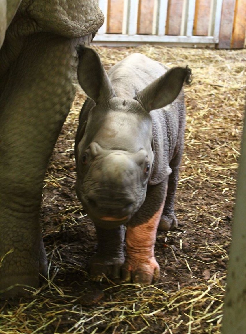 Nowy mieszkaniec warszawskiego zoo