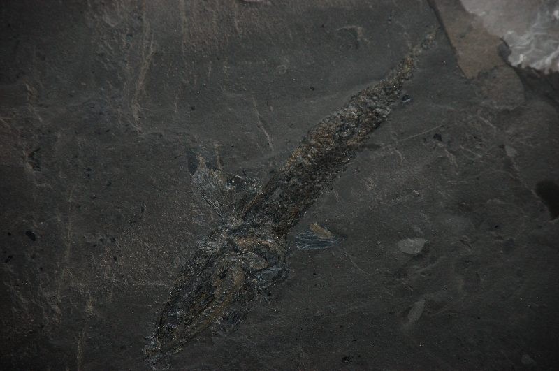 Górnicy odkopali rybę sprzed 230 milionów lat