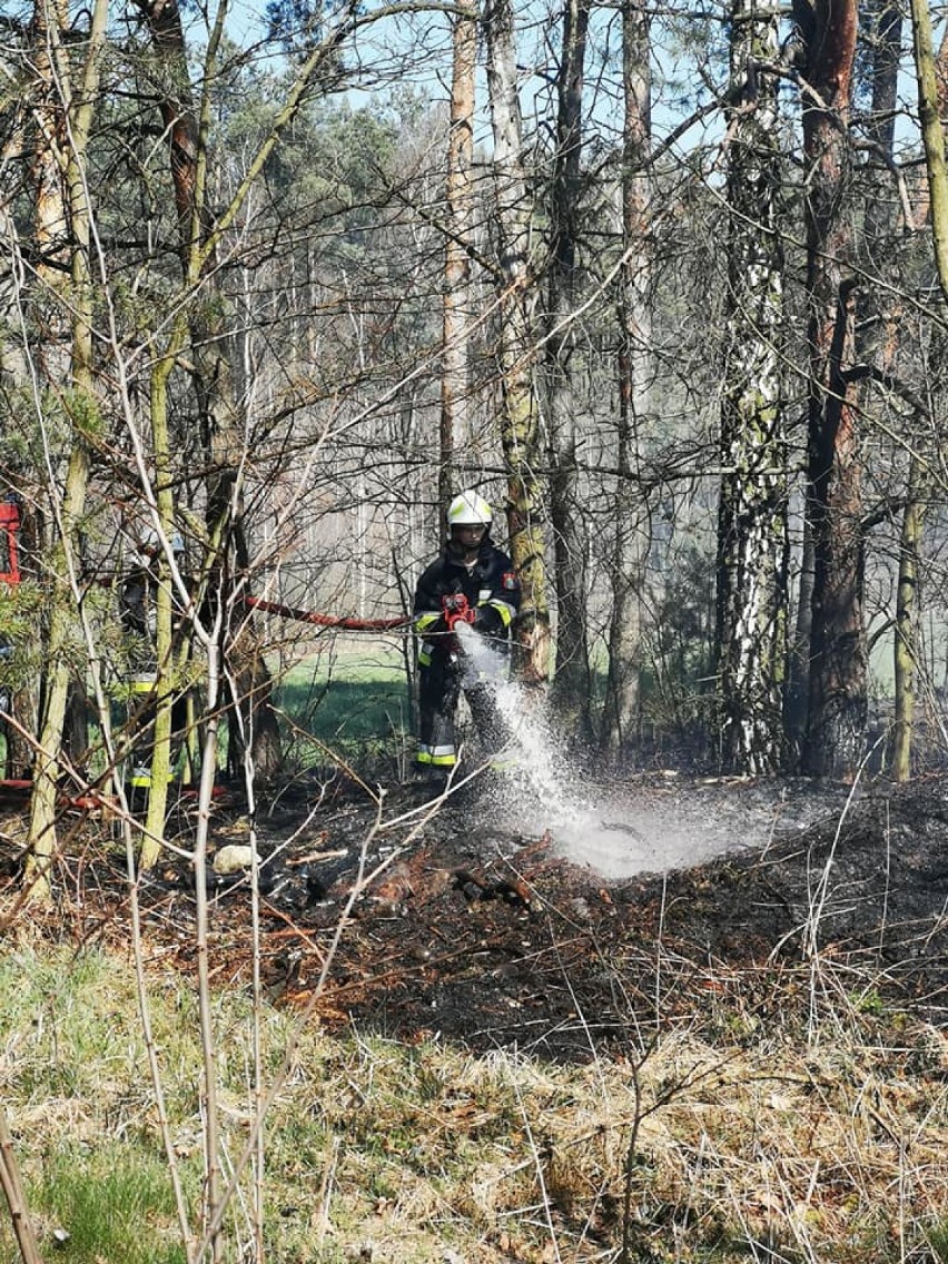 Pożar lasu przy drodze wojewódzkiej nr 443 w gminie Gizałki