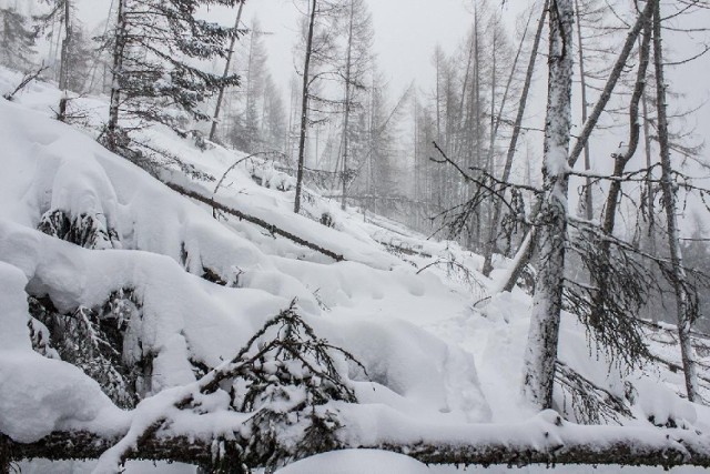 Akcja ratunkowa w Dolinie Tarnowieckiej, gdzie zabłądzili narciarze z Polski.