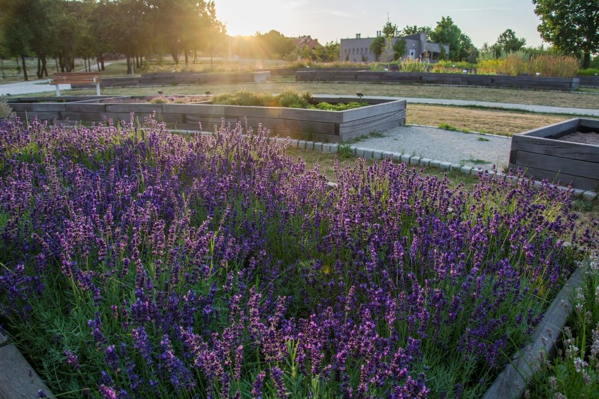 Ogród Botaniczny przy ulicy Karczówkowskiej w Kielcach...