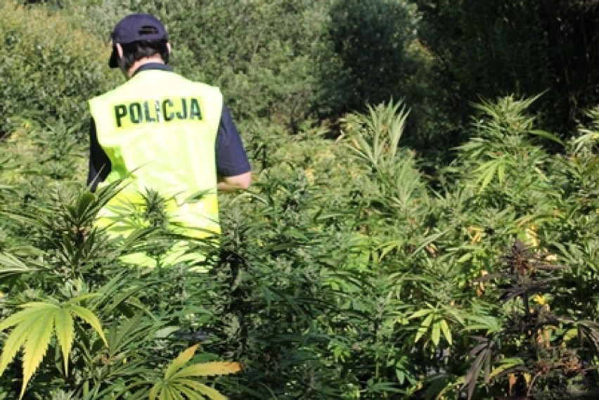 Gigantyczna plantacja marihuany w lesie koło Borzęcina o wartości 3 mln zł. Sprawcy usłyszeli zarzuty