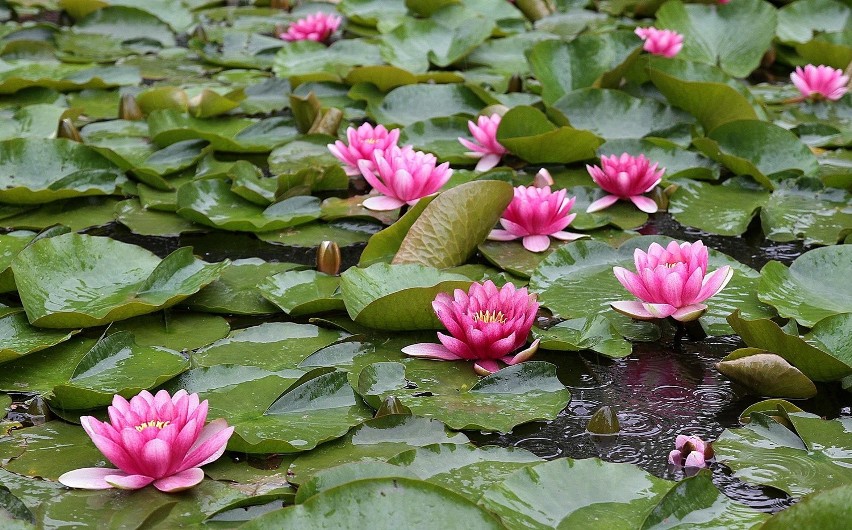 Ogród Botaniczny w Krakowie