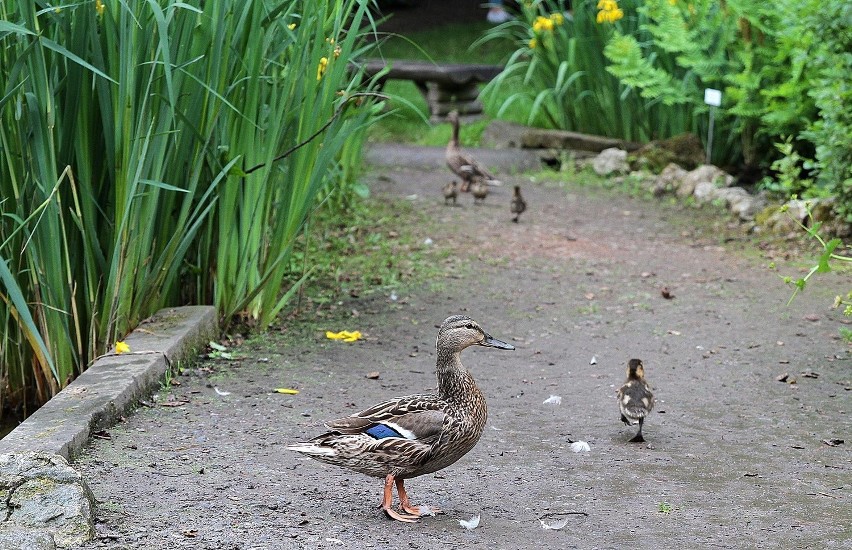 Ogród Botaniczny w Krakowie