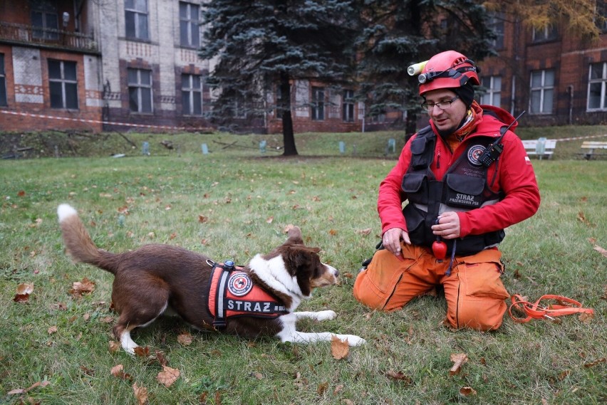 Grupa Poszukiwawczo-Ratownicza OSP z Orzecha przyjechała do Bytomia. Szkolili psy ratownicze w opuszczonym budynku szpitala