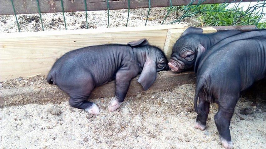 Poznajcie nowych lokatorów minizoo: oto potomstwo Słoninki i...