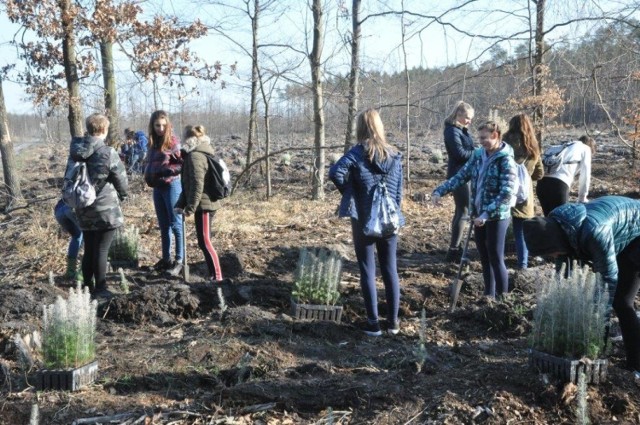 2 kwietnia, w lesie koło Zawady grupa 37 uczniów szóstej i siódmej klasy Szkoły Podstawowej nr 26 im. Książąt Opolskich w Opolu posadziła tysiąc świerków.