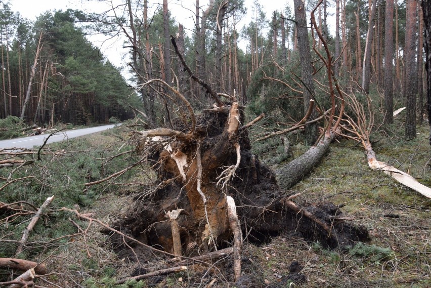 Tak wygląda krajobraz przy DW790 pomiędzy Ogrodzieńcem, a...