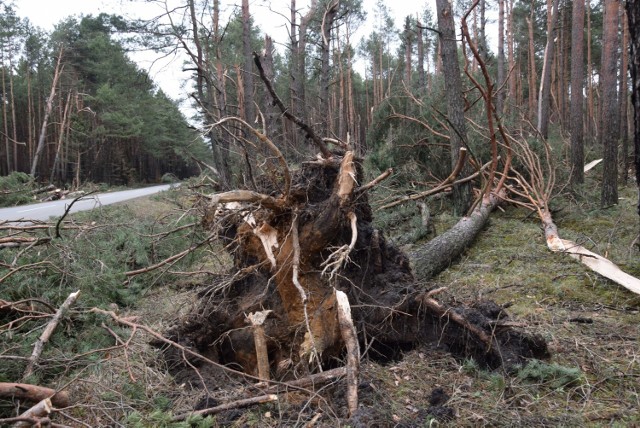 Tak wygląda krajobraz przy DW790 pomiędzy Ogrodzieńcem, a miejscowością Mitręga.