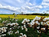 Wiosenny krajobraz w gminie Postomino [ZDJĘCIA]
