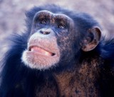 Szympans Santino planuje ataki na ludzi