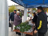 Tysiąc sadzonek drzew dla mieszkańców Tomaszowa. Akcja odbyła się na pl. Kościuszki [ZDJĘCIA]