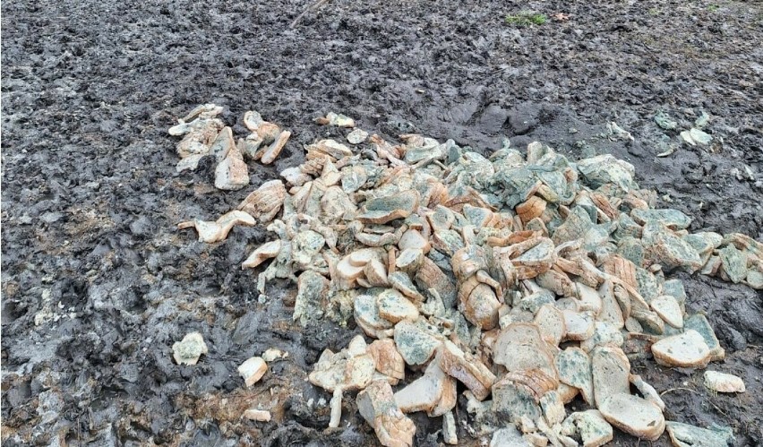 Spleśniały chleb porzucony w lesie na terenie Sosnowca.