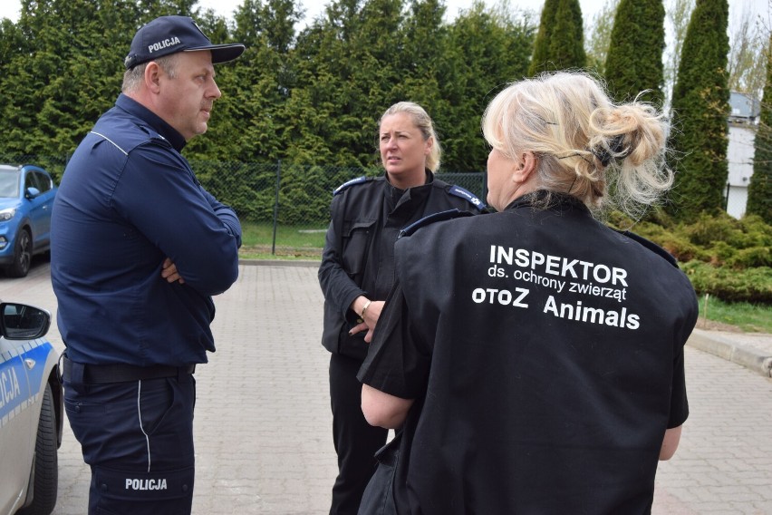 Policja i inspektorzy Animalsów w roku 2018 przed fermą...