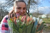 Koronawirus, Piotrków. Tulipany od ogrodnika po kosztach - piotrkowianie pomogli w zbyciu kwiatów [ZDJĘCIA]