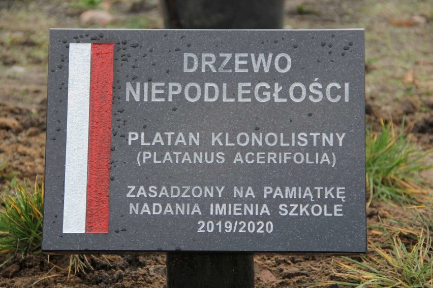 Uczniowie Szkoły Podstawowej nr 2 w Międzychodzie posadzili...