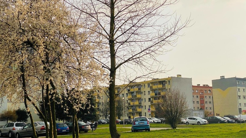 Góra. Pogoda w ostatnich dniach nas nie rozpieszcza, ale ślady wiosny widać już na górowskich ulicach [ZDJĘCIA]