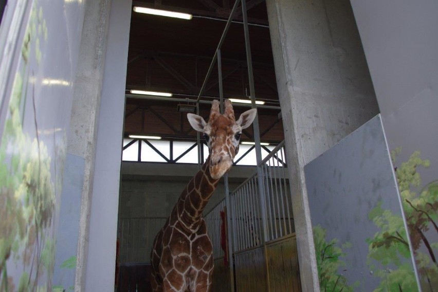 Zoo Zamość: Żyrafy wreszcie wyszły na zewnątrz
