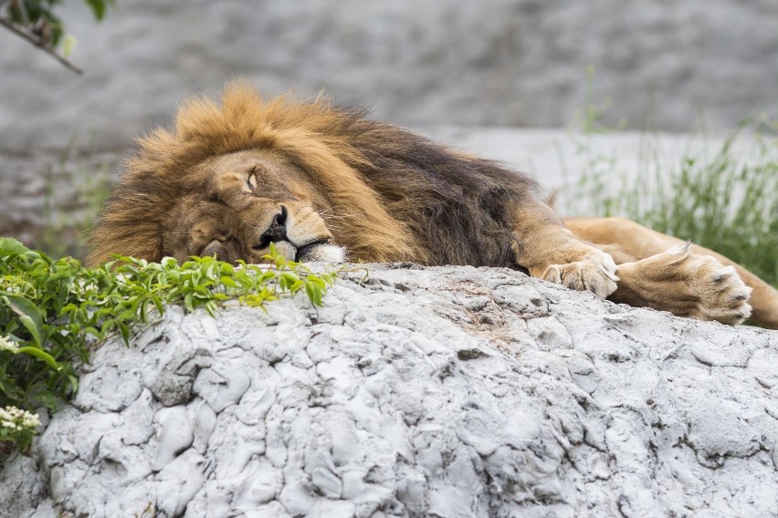 Zoo Warszawa zdjęcia zwierząt