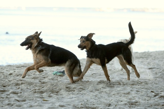 Psy mogą odwiedzać sopockie plaże