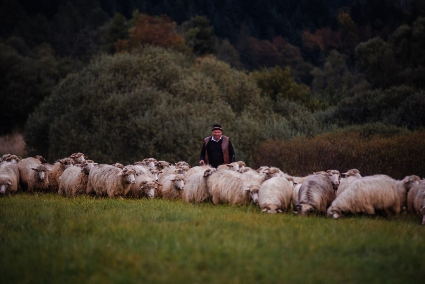 Jesienny redyk z Czarnego do Nowego Targu z setkami owiec. Po Beskidzie Niskim niesie się charakterystyczny dźwięk dzwonków