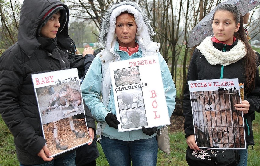 "Cyrk bez zwierząt". Obrońcy praw zwierząt protestowali w Krakowie [ZDJĘCIA]