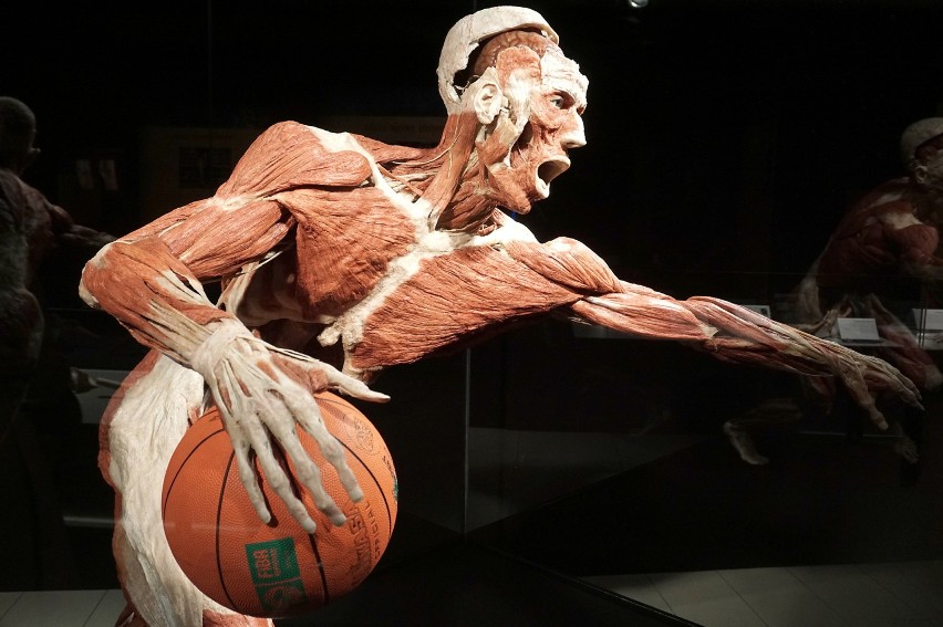 Wystawa "Body Worlds & The Cycle of Life" w Porcie Łódź