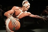 Wystawa Body Worlds & The Cycle of Life w Porcie Łódź [ZDJĘCIA,FILM]