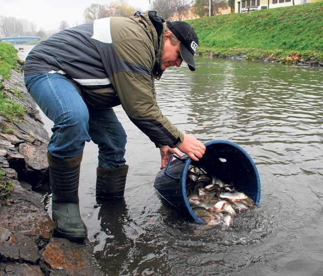 Henryk Brylski wpuszcza ryby do Przemszy w Będzinie