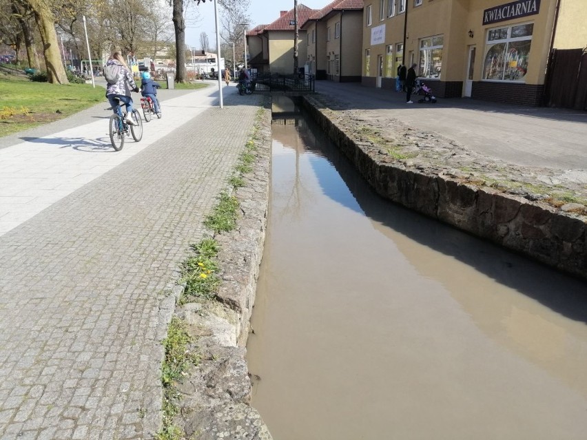 Woda w Strudze Goleniowskiej znów wyglądała dzisiaj na mocne...