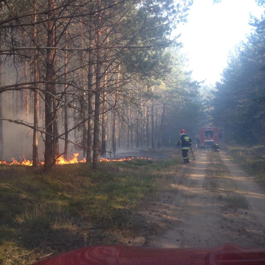 Pożary lasów: Straż apeluje o ostrożność